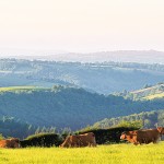 paysage aubrac