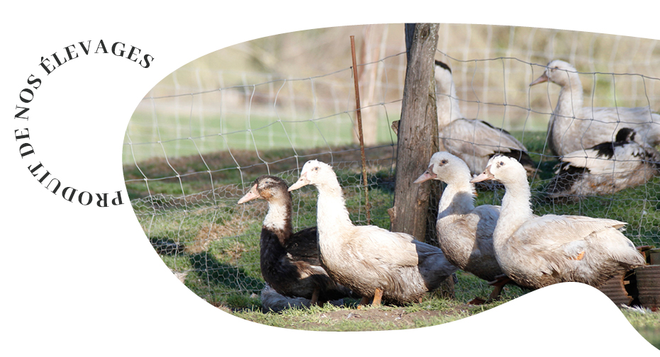 Produit de nos élevages : la tradition du canard gras - Les Halles